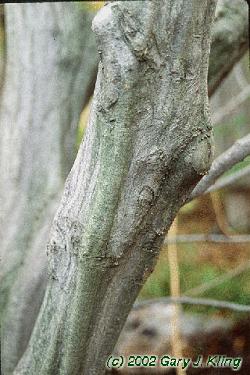 Carpinus caroliniana