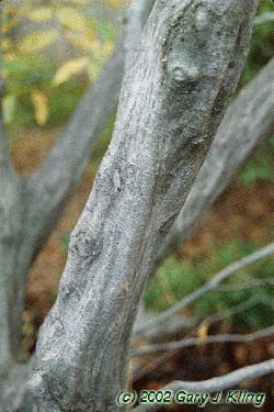 Carpinus caroliniana