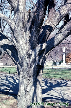 Carpinus caroliniana