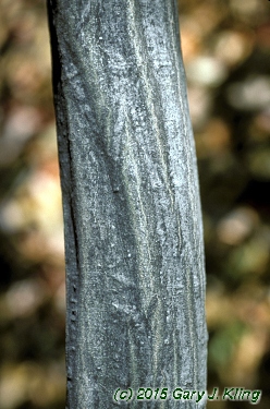 Carpinus caroliniana