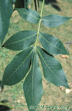 Carya laciniosa habit: UIPLANTS