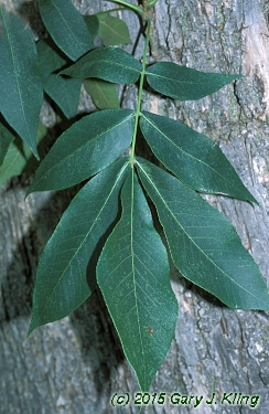 Carya laciniosa