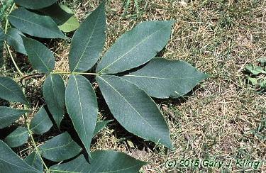 Carya laciniosa