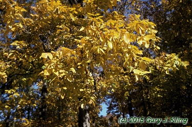 Carya laciniosa