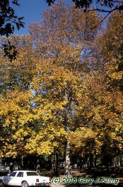 Carya laciniosa