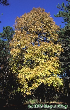 Carya laciniosa