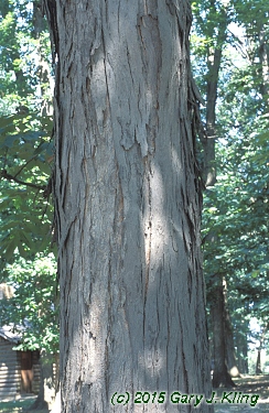 Carya laciniosa