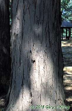 Carya laciniosa