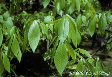 Carya ovata