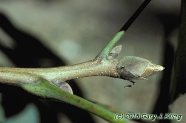 Carya ovata