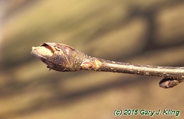 Carya ovata