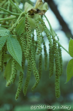 Carya ovata