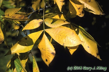 Carya ovata