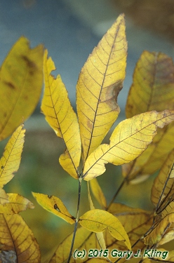 Carya ovata