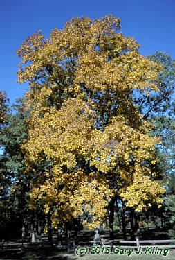 Carya ovata