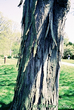 Carya ovata