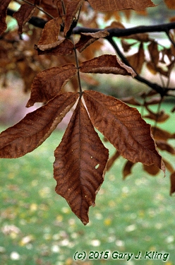 Carya tomentosa