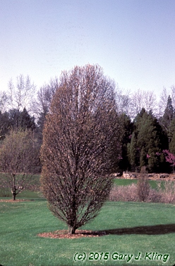 Carpinus betulus 'Globosa'