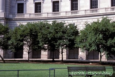 Carpinus caroliniana