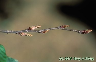 Carpinus caroliniana