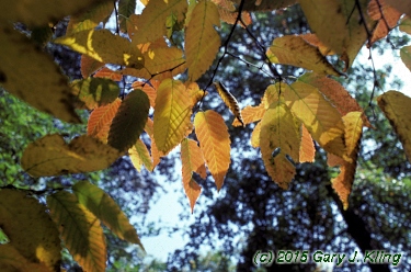 Carpinus caroliniana