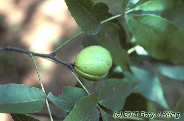 Carya ovata