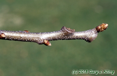 Castanea dentata