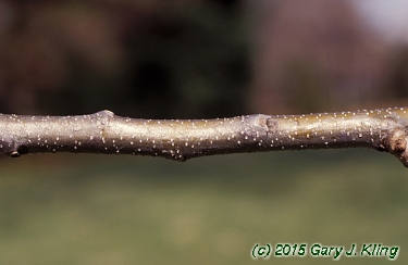 Castanea dentata