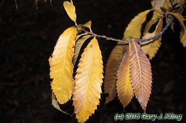 Castanea dentata
