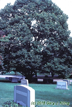 Castanea mollissima