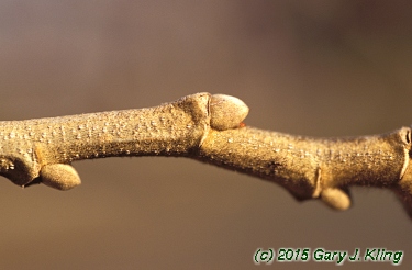 Castanea mollissima
