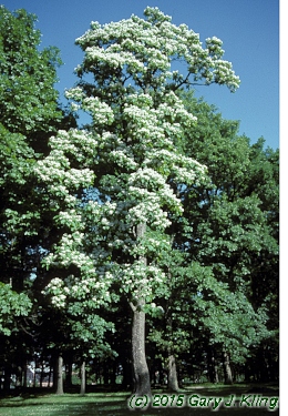 Catalpa speciosa