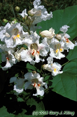 Catalpa speciosa
