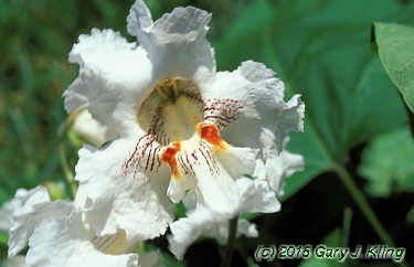Catalpa speciosa