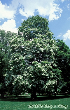 Catalpa speciosa