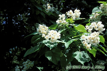 Catalpa speciosa