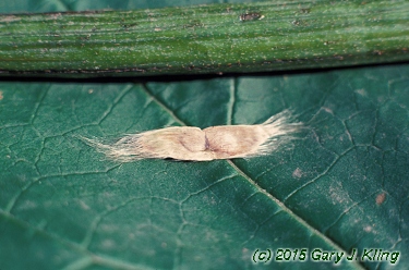 Catalpa speciosa