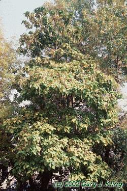 Catalpa speciosa