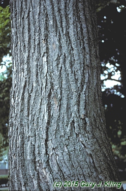 Catalpa speciosa