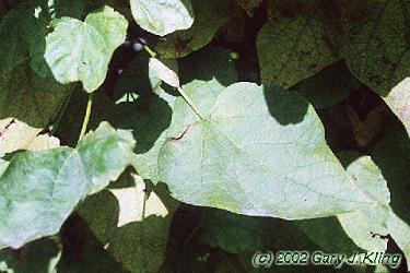 Catalpa bignonioides