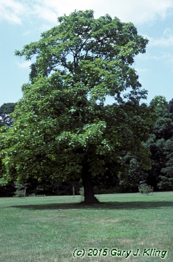 Catalpa speciosa