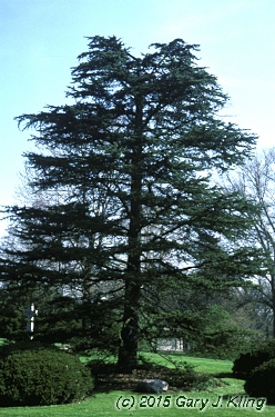 Cedrus libani
