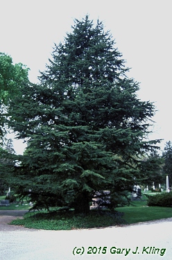 Cedrus libani