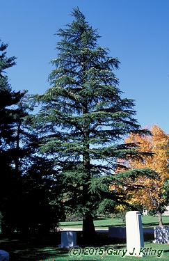 Cedrus libani