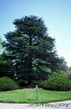 Cedrus libani