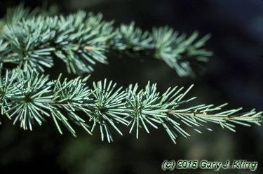 Cedrus libani