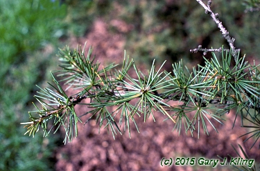 Cedrus libani
