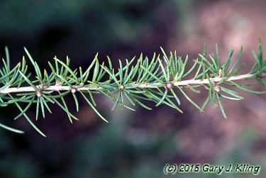 Cedrus libani