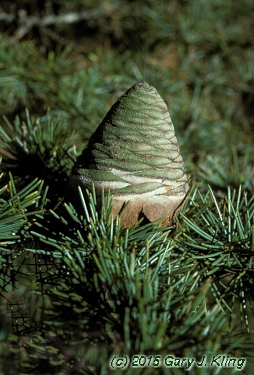 Cedrus libani