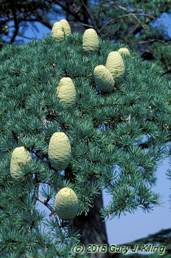 Cedrus libani